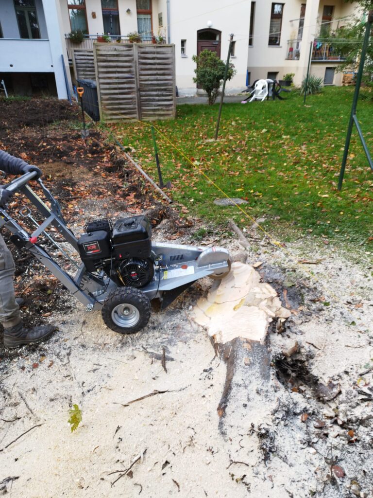 Frezowanie pnia drzewa po wycince Węgliniec