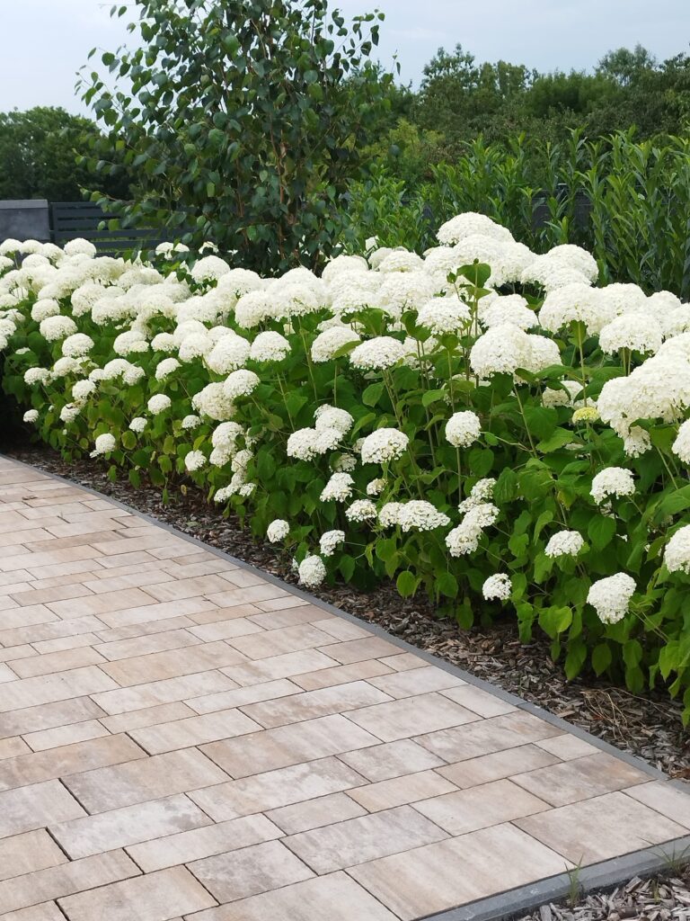 Nasadzenia hortensji w ogrodzie prywatnym Lubań
