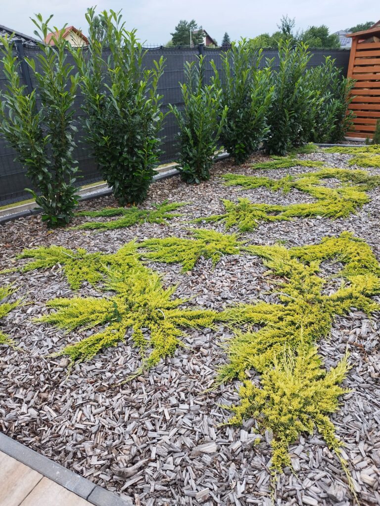 Zakładanie rabaty z roślin ozdobnych Leśna