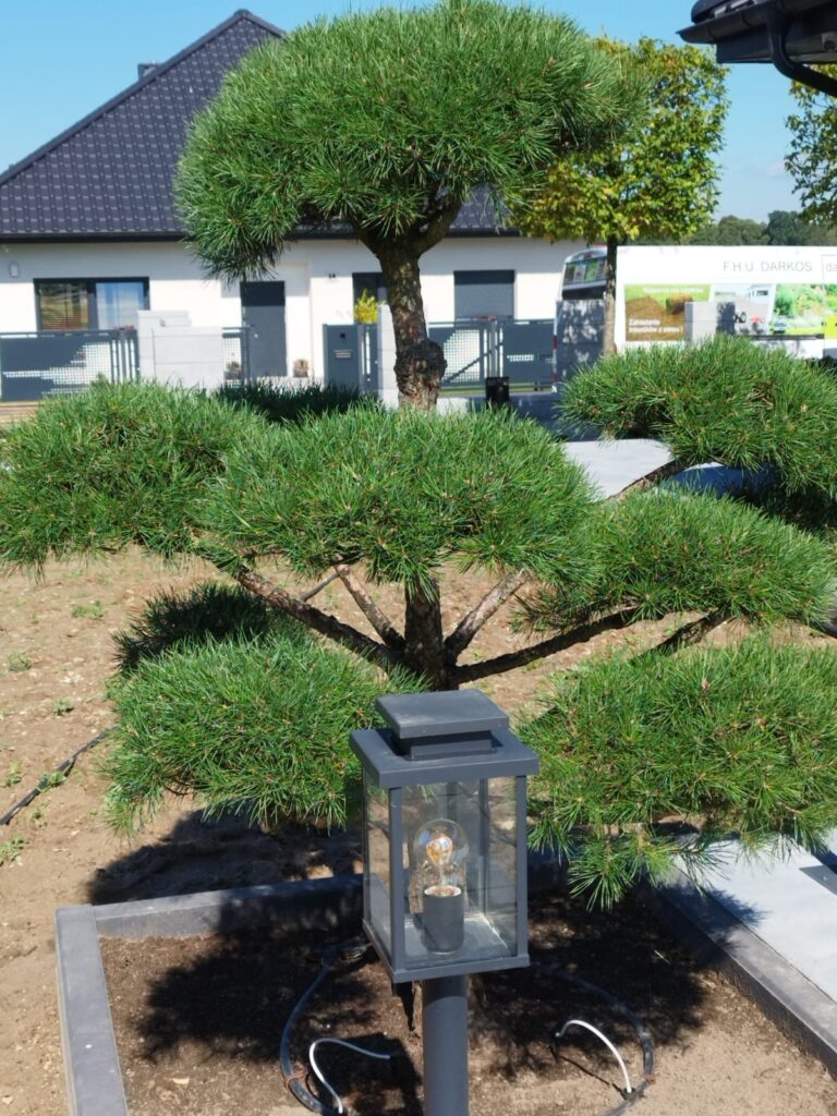 Sadzenie drzewa ozdobnego w ogrodzie Świeradów-Zdrój