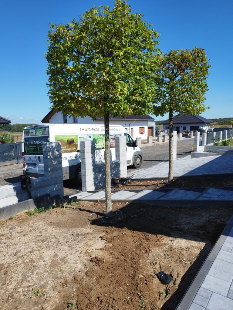 Sadzenie drzewa alejowego Zawidów