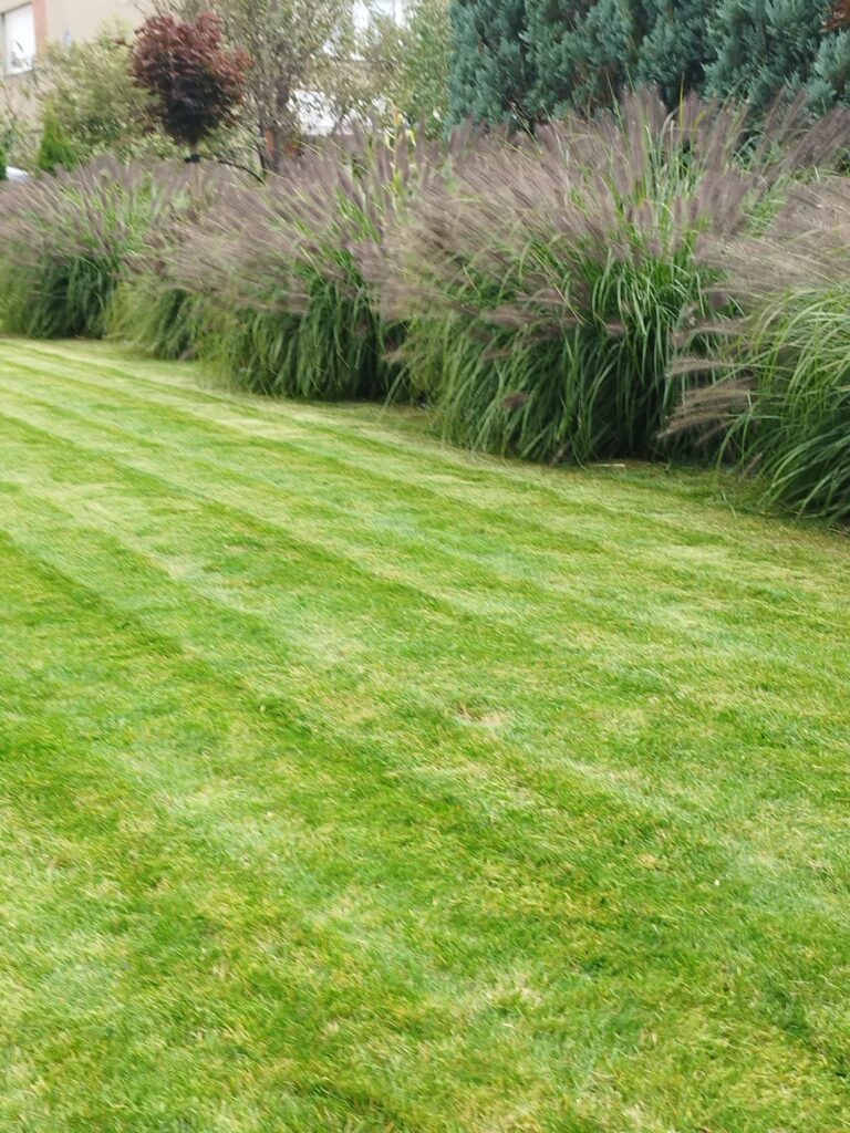 Zakładanie trawnika przy tarasie Piechowice