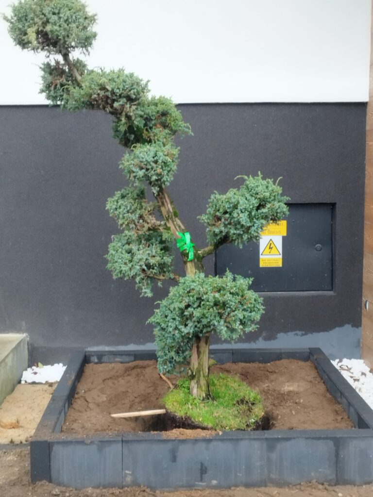 Zakładanie rabaty ogrodowej Sulików