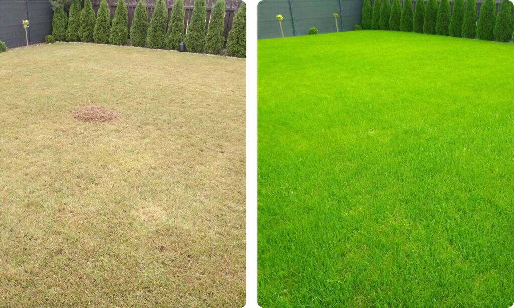 Regeneracja trawnika przed i po Lubań Leśna Gryfów Śląski dosiew trawy